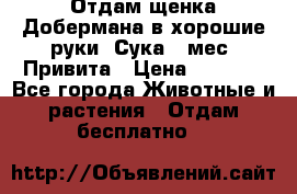 Отдам щенка Добермана в хорошие руки. Сука 5 мес. Привита › Цена ­ 5 000 - Все города Животные и растения » Отдам бесплатно   